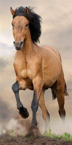 Heste håndklæde - 70x140 cm - Badehåndklæde med galoperende hest - 100% Bomuld